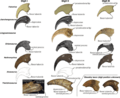 Therizinosauria unguals comparison