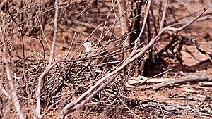 Thick-billed Grasswren.jpg