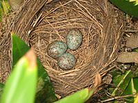 Turdus leucomelas nest with eggs