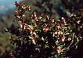 Vaccinium ovatum 2