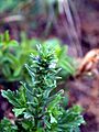 Verbena bracteata NPS-1