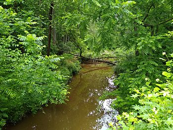 Wilkinson Creek through low brush