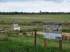 Willow tree fen.jpg