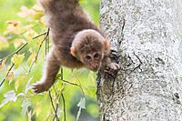 Young Tibetan Macaque