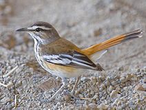 2009-red-backed-scrub-robin.jpg