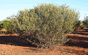 Acacia kempeana shrub.jpg