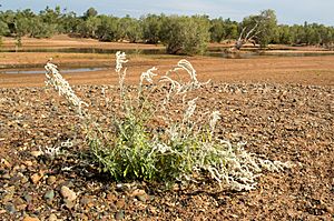 Aerva javanica Pilbara