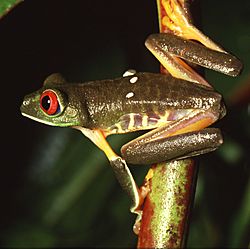 Agalychnis callidryas.jpg