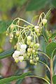 Arbutus x thuretiana2-Clapiers-7636~2020 03 23