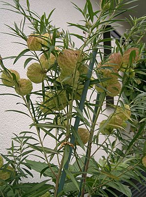 Asclepias physocarpa2.jpg