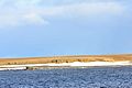 Barents-Bucht 1 2014-09-03