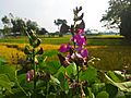 Bean Flower in Bangladesh