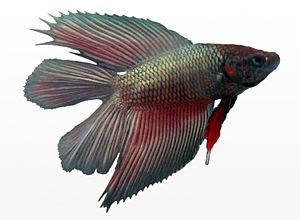 Betta splendens male doubletail