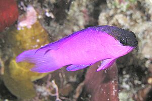 Black Cap Basslet.jpg