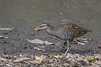 Buff-banded rail (Hypotaenidia philippensis mellori) Adelaide