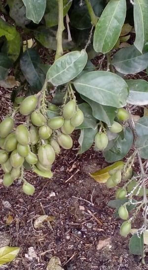 Bunchosia armeniaca tree.jpg