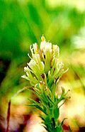 Castilleja cusickii.jpg