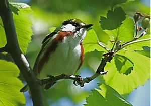 Chestnut-sided Warbler