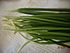 Chinese Chives กุ่ยช่าย.JPG