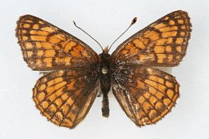 Chlosyne whitneyi.jpg