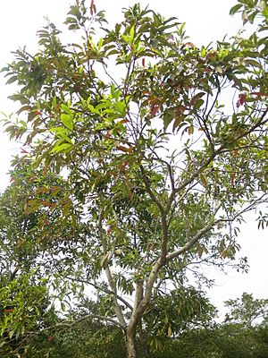 Cleistocalyx operculatus Hong Kong