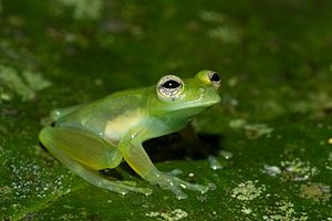 Cochranella spinosa brian.gratwicke flickr