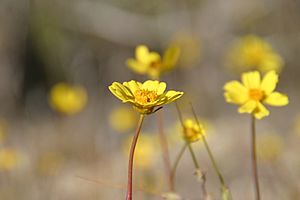 Coreopsiscalifornica-calif.jpg