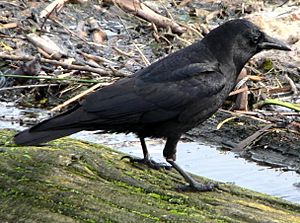 Corvus brachyrhynchos 30196