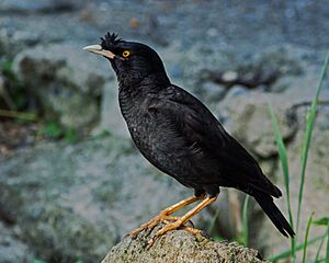 Crested myna, Osaka, Japan.jpg