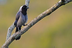 Cyanocorax violaceus.jpg