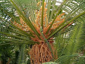 Cycas rumphii FemaleFertileLeaves BotGardBln0806b