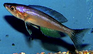 Cyprichromis leptosoma.jpg