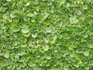 Dichondra Repens