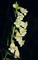 Digitalis lutea 100705