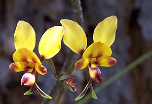 Diuris 03 gnangarra.jpg