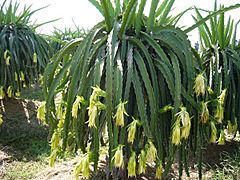 Dragonfruit plant