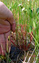 Drosera anglica habit