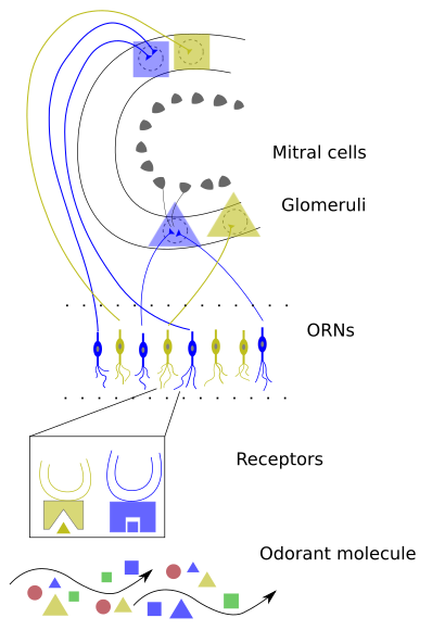 Early Olfactory System