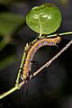 Euploea core-Kadavoor-2016-09-08-002