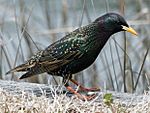 European Startling (Sturnus vulgaris) RWD