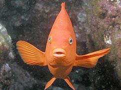 Garibaldi, Catalina Island, Channel Islands, California