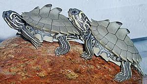 Graptemys nigrinoda hatchlings.jpg