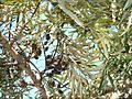 Grevillea robusta leaves and dry seed pods