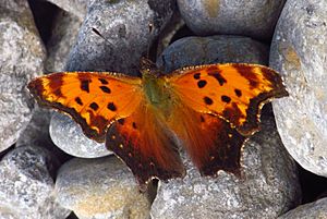 Grey Comma, PE Cty.jpg