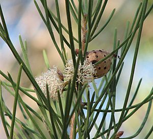 Hakea drupacea.jpg