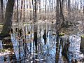 Image-Great Swamp National Wildlife Refuge New Jersey01