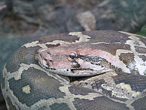 Indian Rock Python