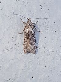 Izatha convulsella 105314104.jpg