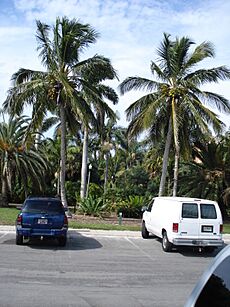 Jamaican tall Coconuts