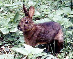 Japanese hare brown